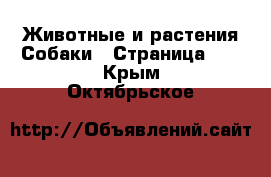 Животные и растения Собаки - Страница 22 . Крым,Октябрьское